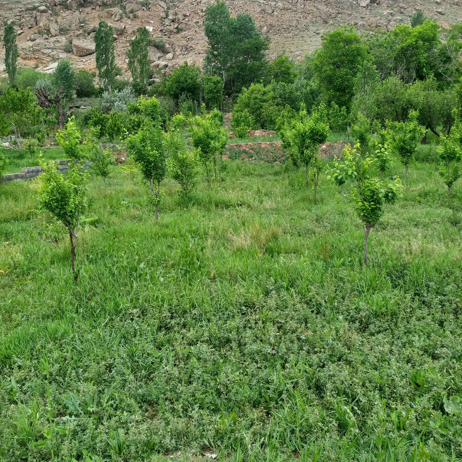 باغ میوه همراه با نهال و آب کشاورزی