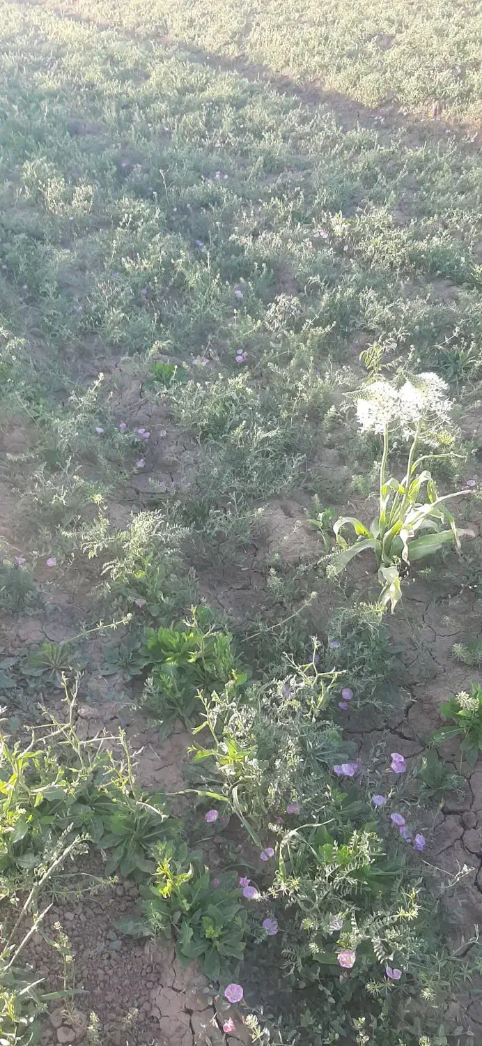 فروش دو قطعه زمین مسکونی شمالی و جنوبی