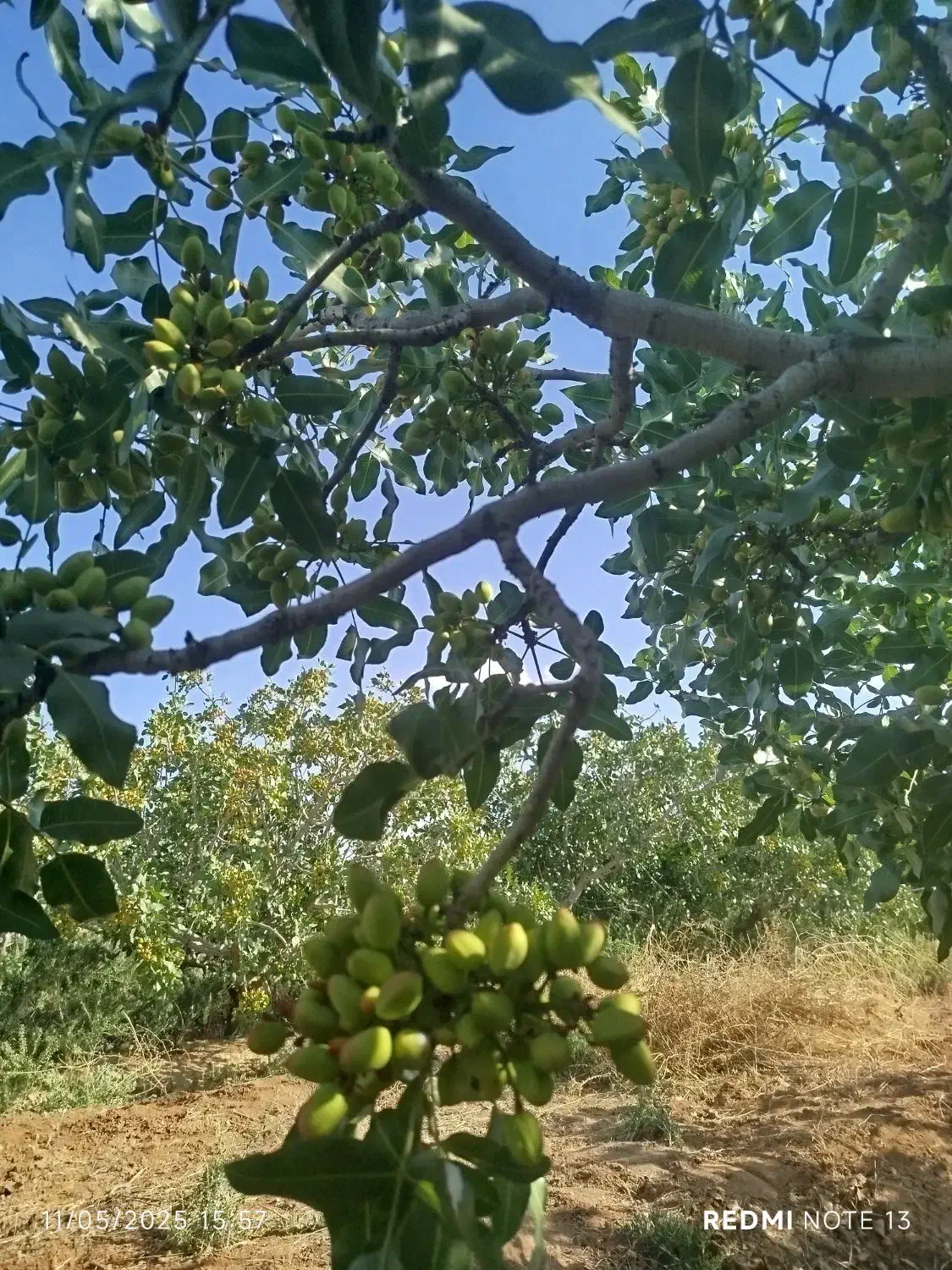 باغ پسته