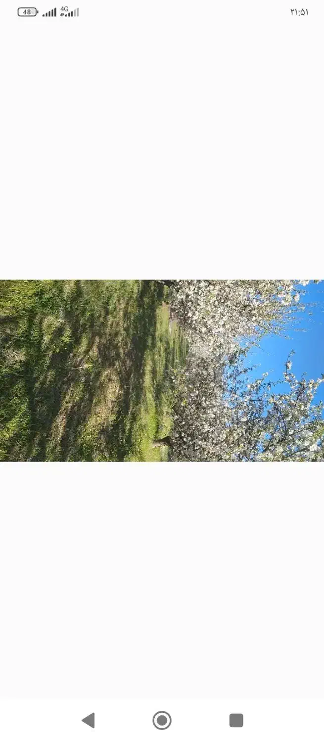 باغ سیب