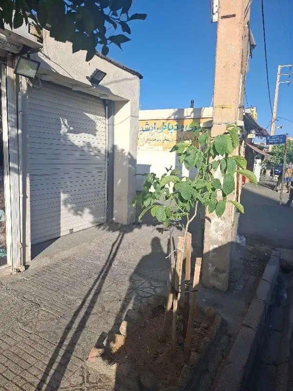 مغازه 20 متری خیابان اصلی گلشن