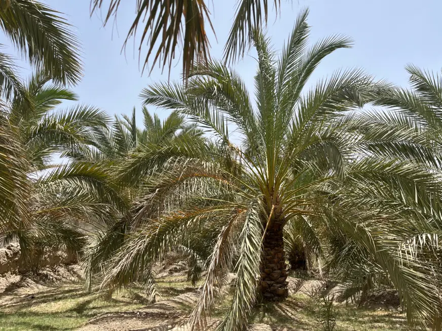 فروش باغ در غفورآباد