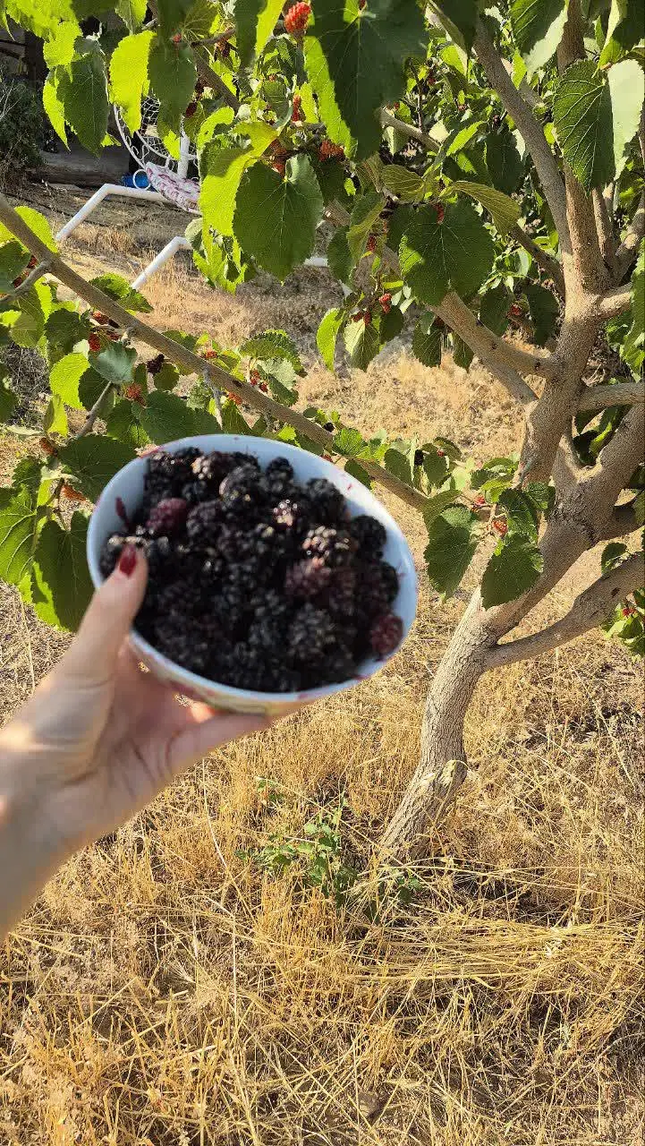 باغ رشتقون
