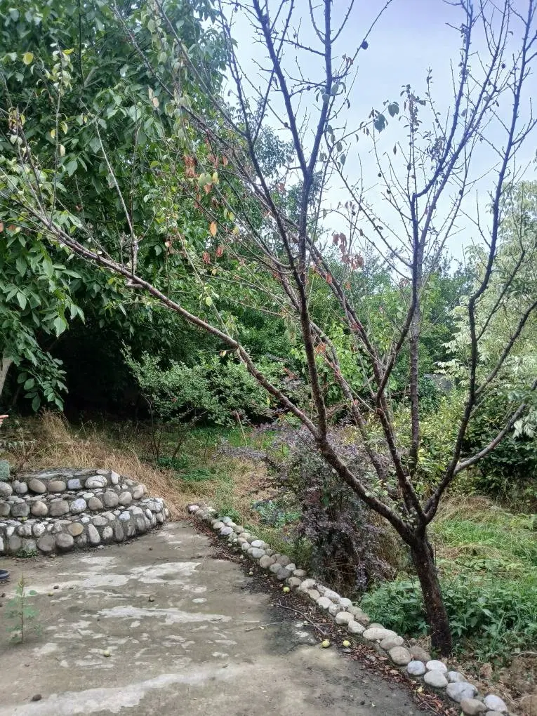 خانه باغی بسیار زیبا و مشجر فروشی