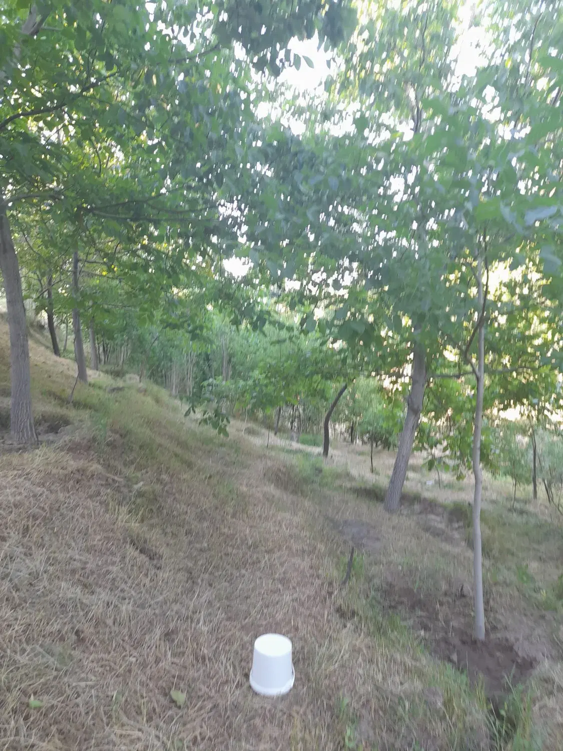فروش باغ در روستای بادامیار