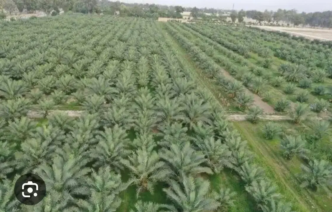 سه قطعه ۲۵۰متر (باغی)