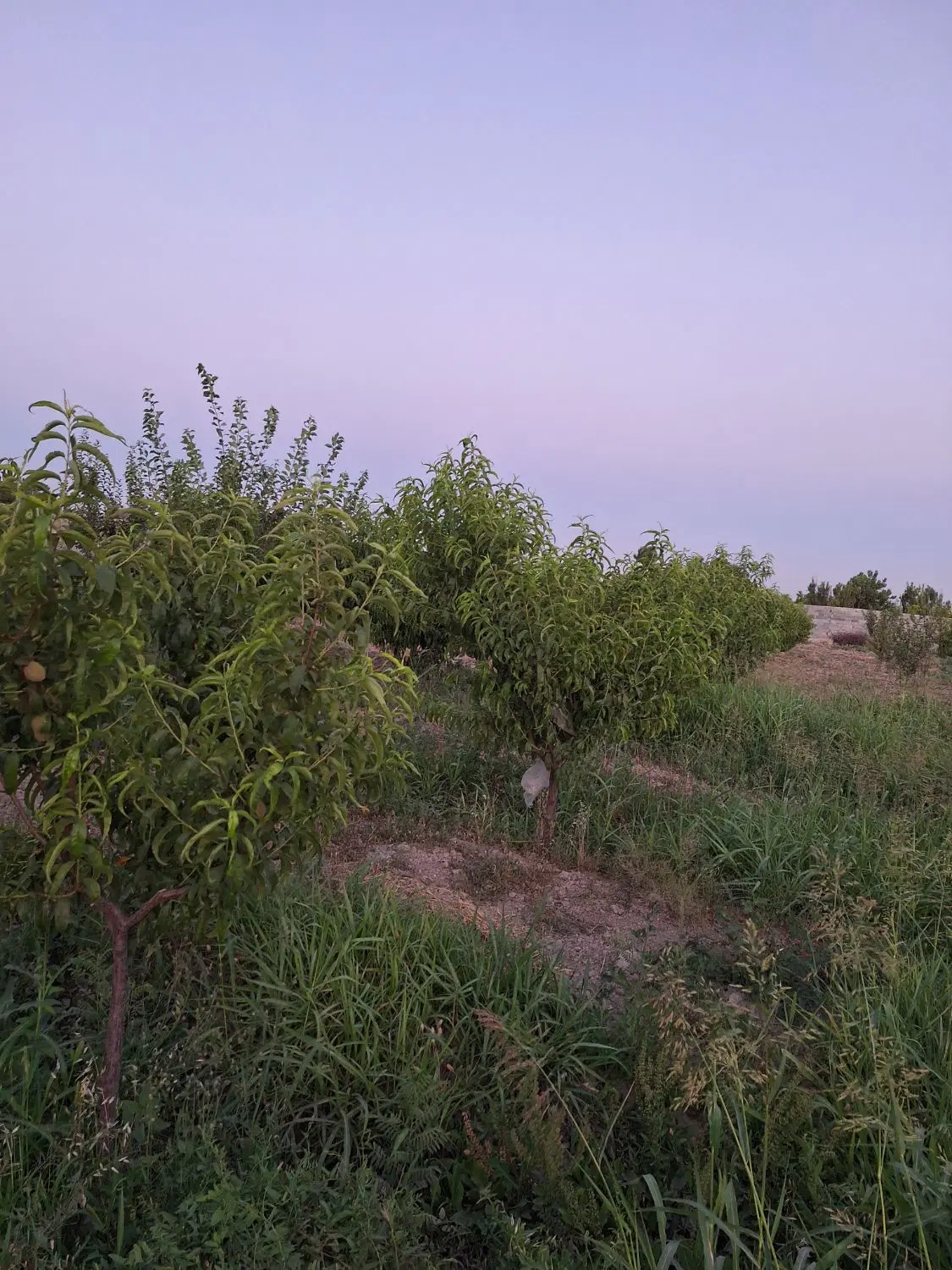فروش زمین منجیل اباد رباط کریم