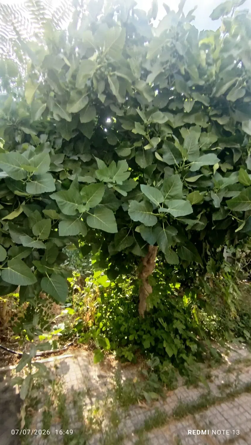 فروش زمین کلنگی در شریفی