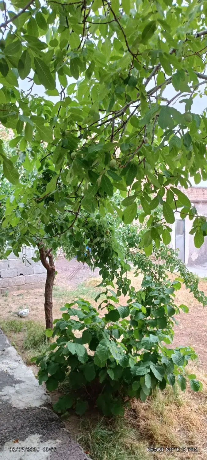حیاط در دیزج لیلی خانی