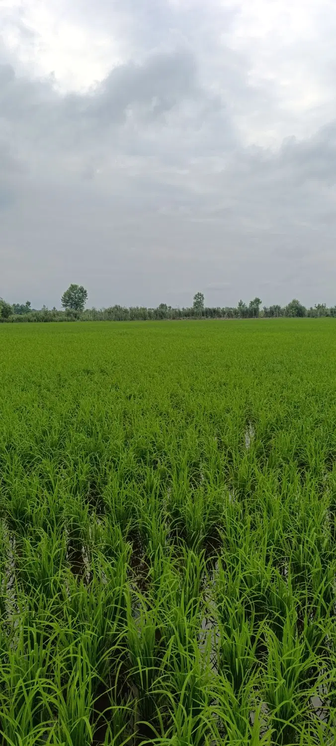 زمین کشاورزی سنتی ، (شالیزار) لنگرود