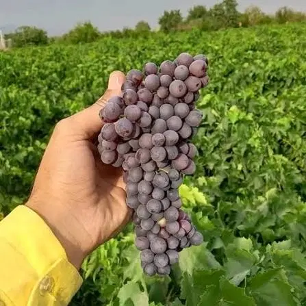 فروش باغ انگور