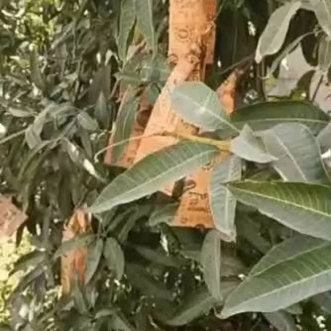 باغ و زمین مرکبات با ۴ ساعت آب چشمه آب معدنی