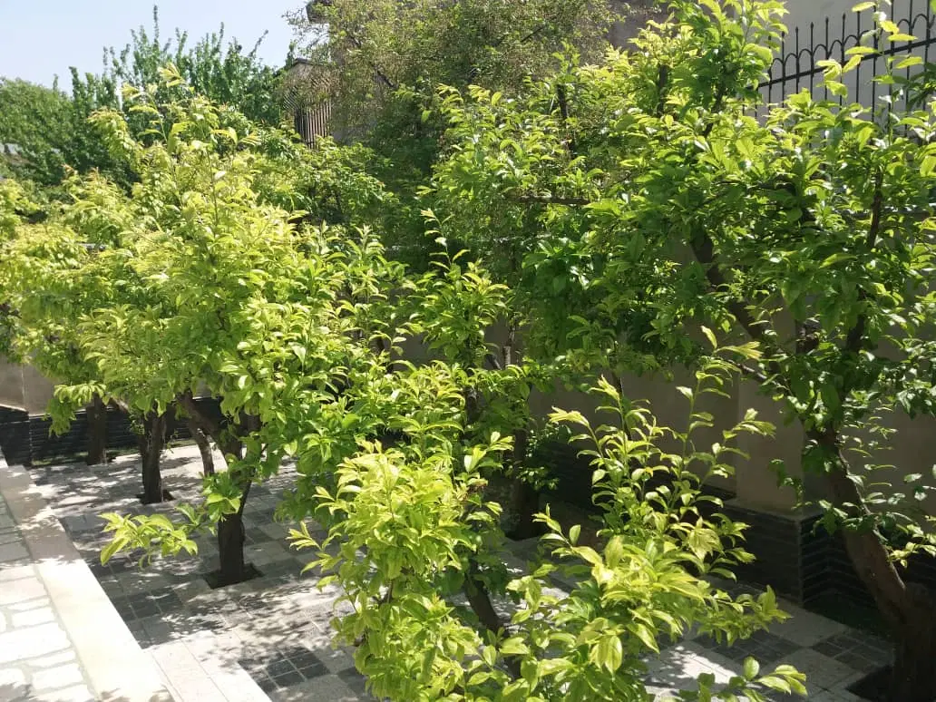 زمین سند دار (تک برگ)