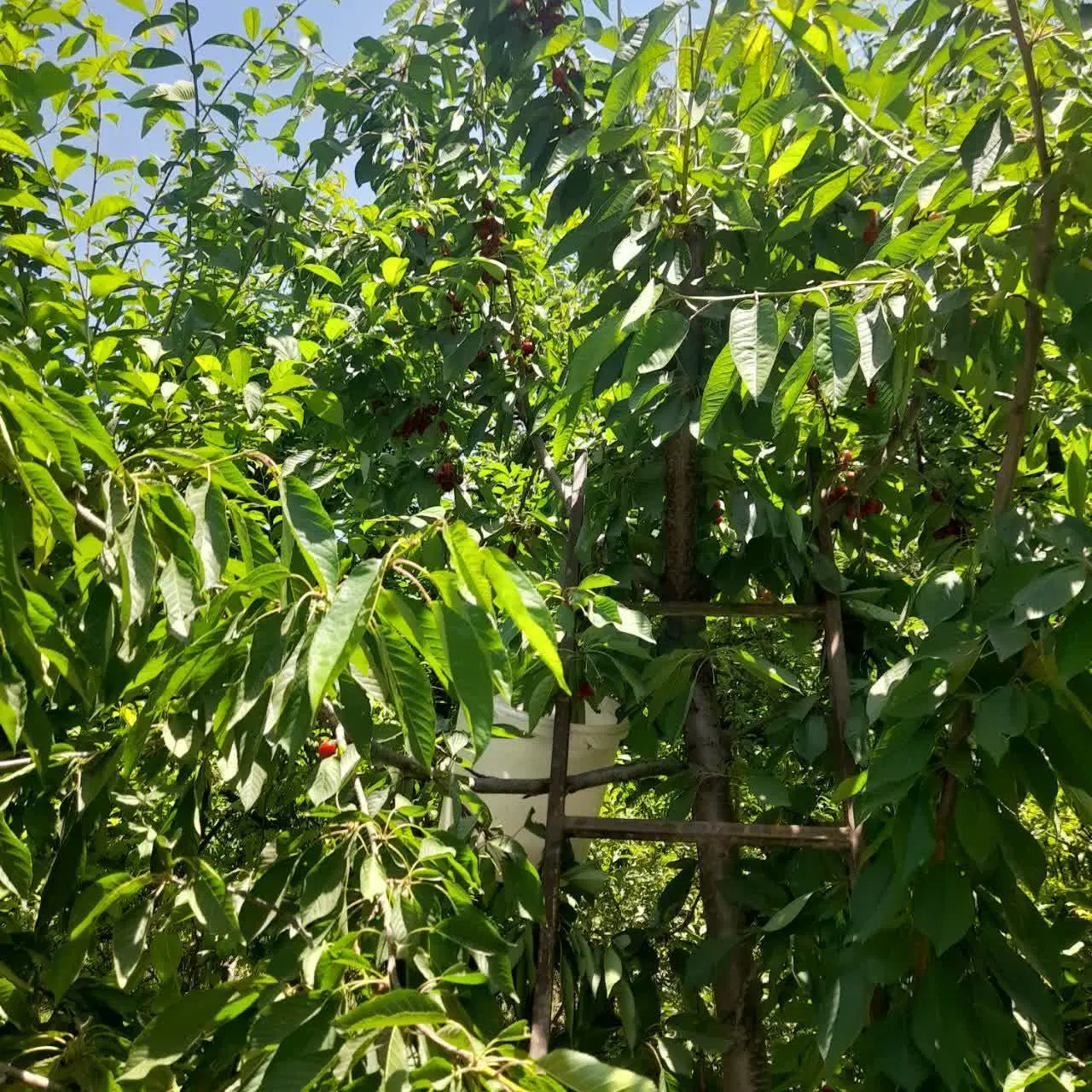 باغ هزار متری با آب فراوان_کوهانی_املاک پرهام