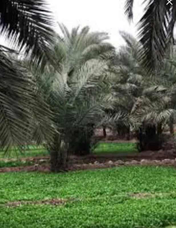 زمین واقع درمغیطیه