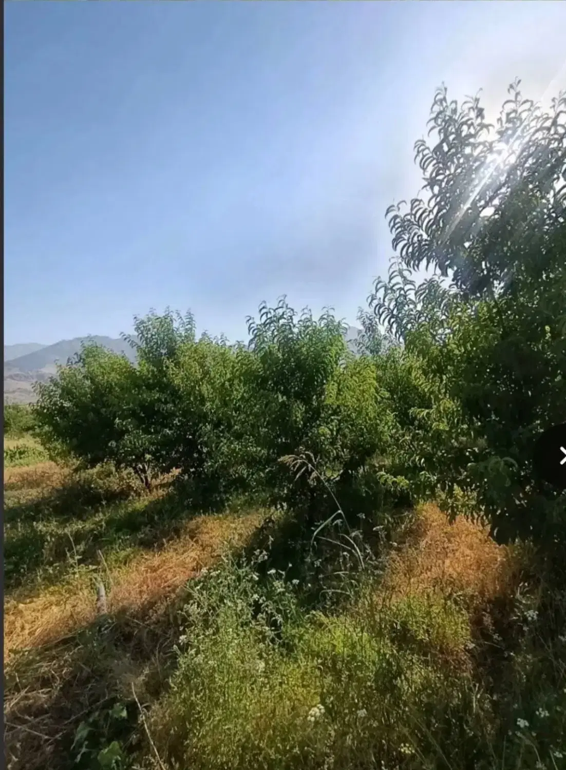 فروش باغ