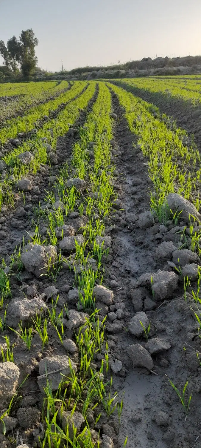 زمین کشاورزی روستای زویوی