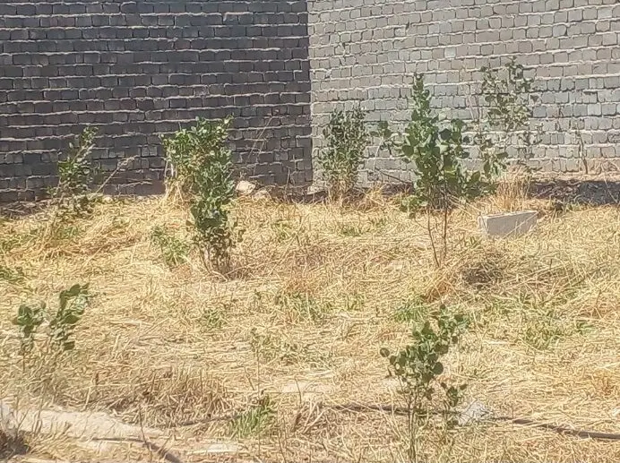 زمین خونه باغ