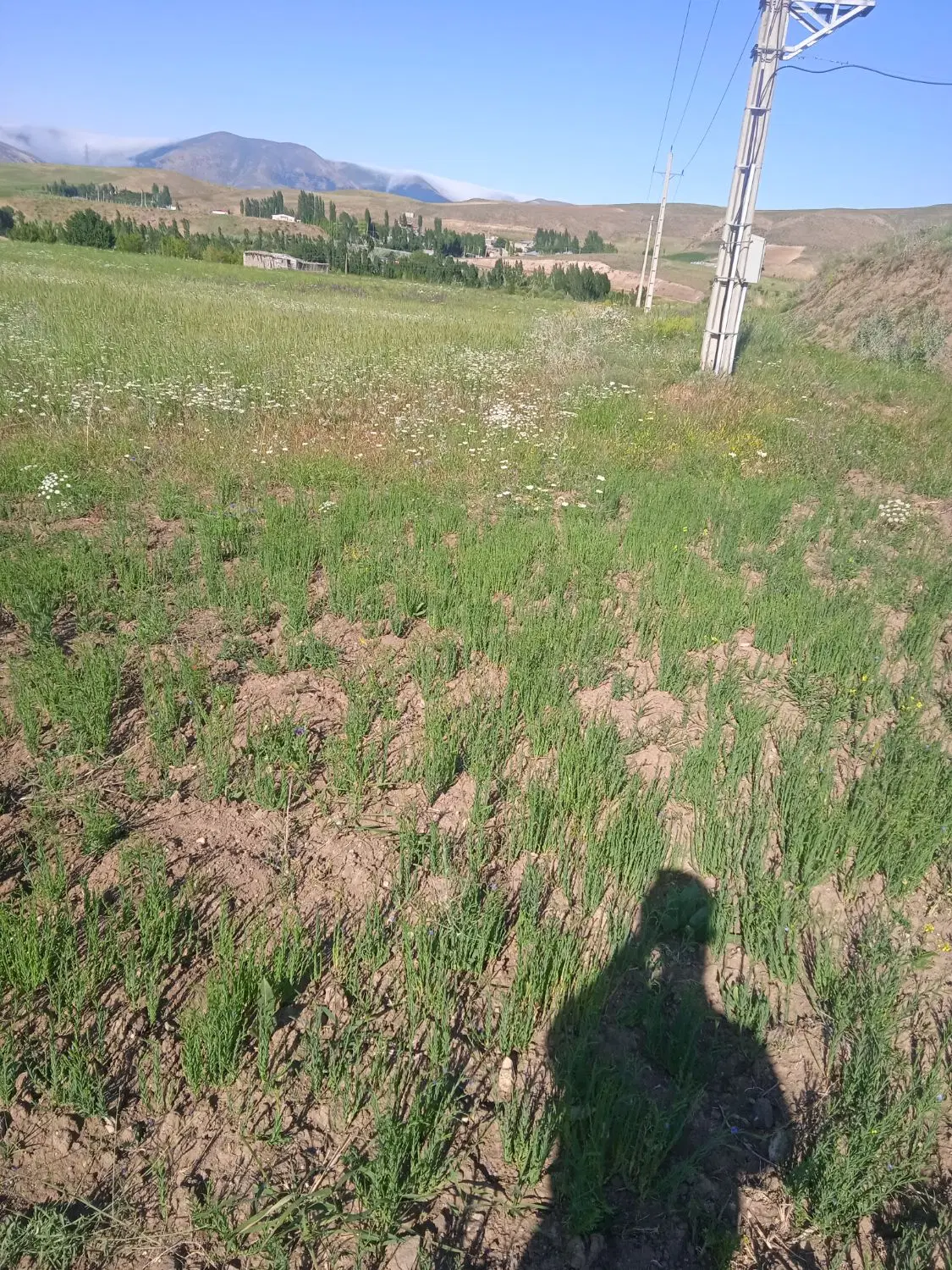 فروش فوری زمین کشاورزی بر جاده سرچم ۴۲۰۰متر