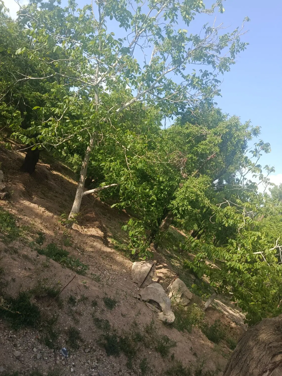 باغ فروشی بهمن
