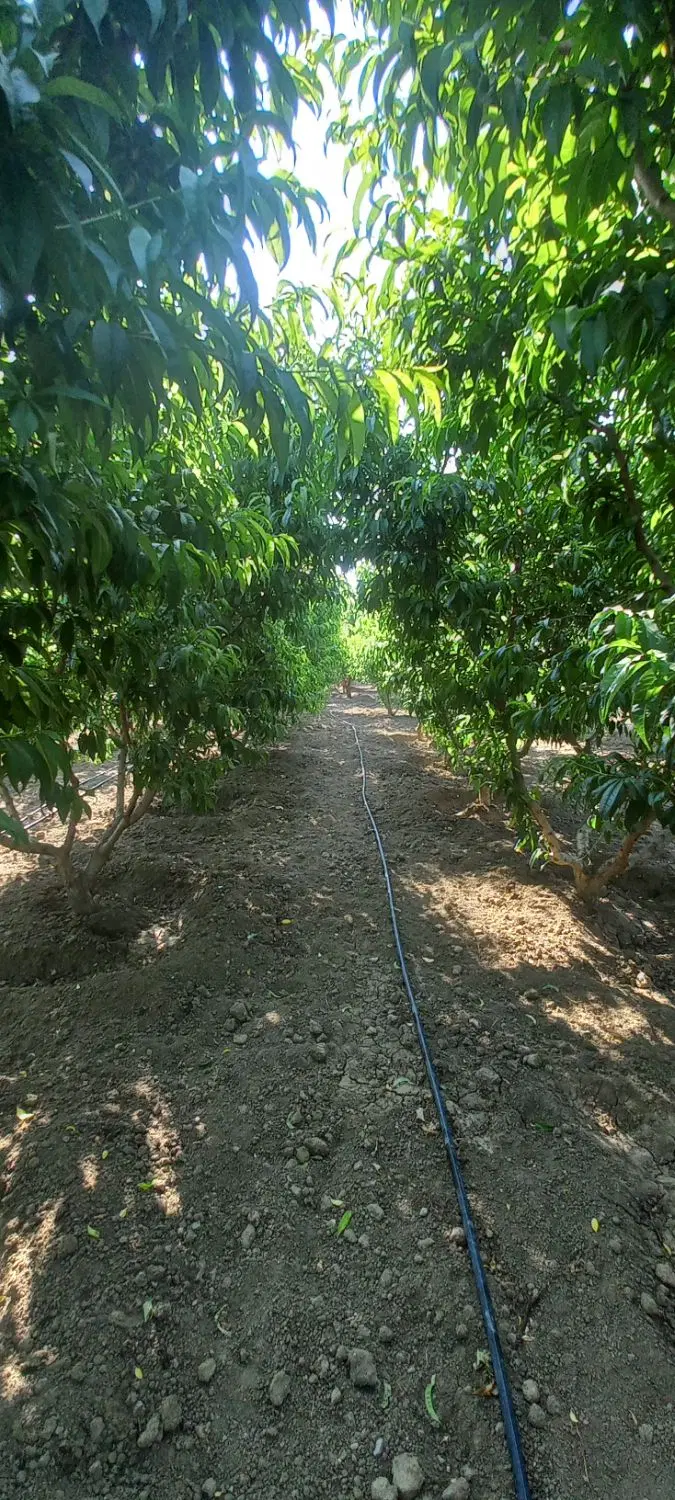 یک قطعه  باغ  به متراژ ۴۵۰۰ متر مربع