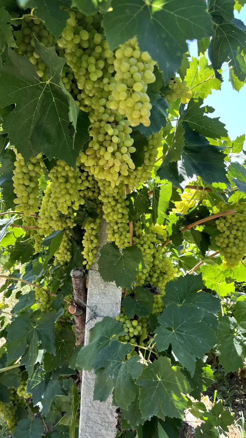 اجاره باغ انگور در اردوشاهی
