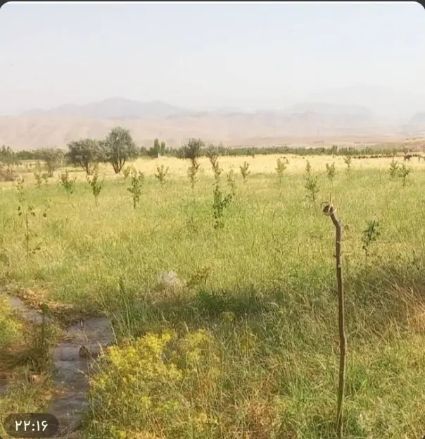 فروش ۱۵۰۰متر زمین باغ