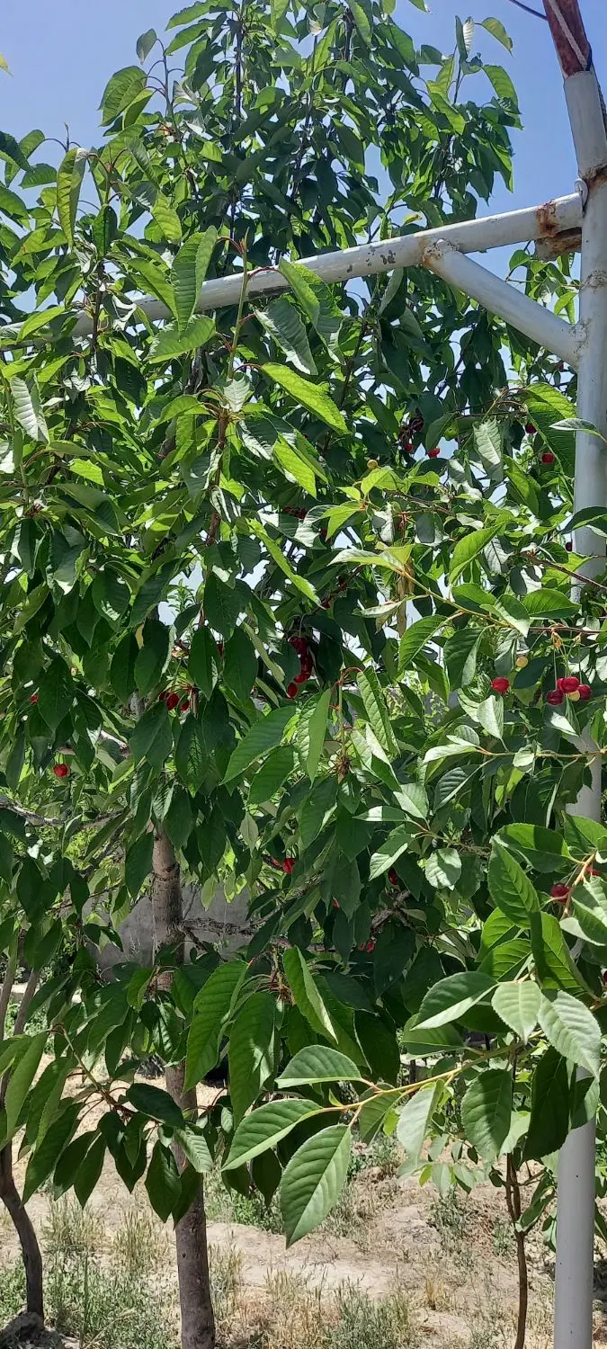 باغ شاهنامه ۳۶