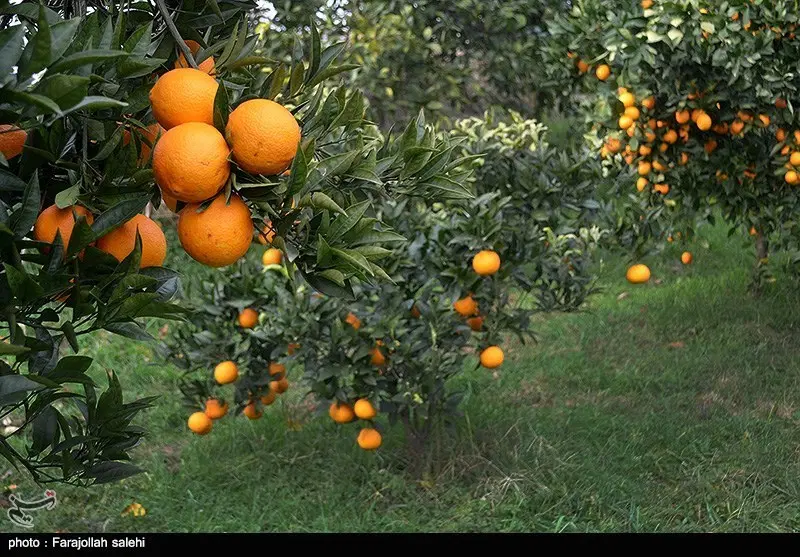 ۳۶۰ متر زمین مشجر سند تک برگ مسکونی