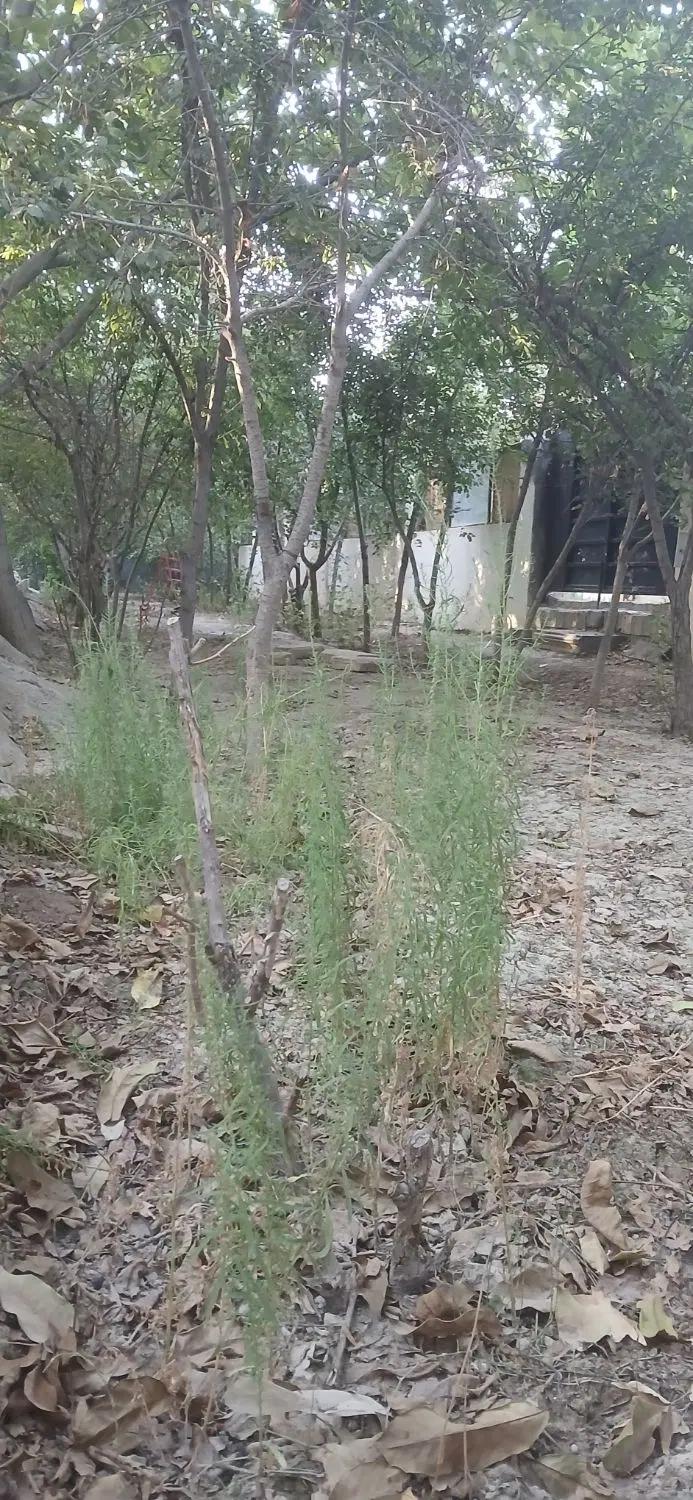 باغ به متراژ۵۶۶مترسنددارشهرکی