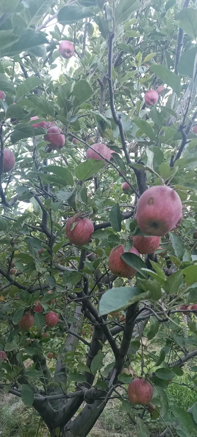سیب درخت در مشگین شهر روستای بازیل