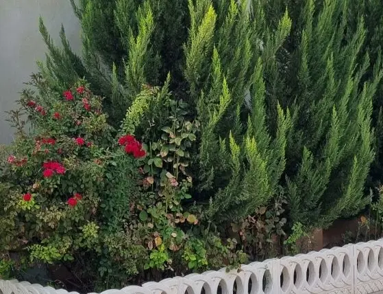 فروش باغشهری در خالد اباد فاتحی
