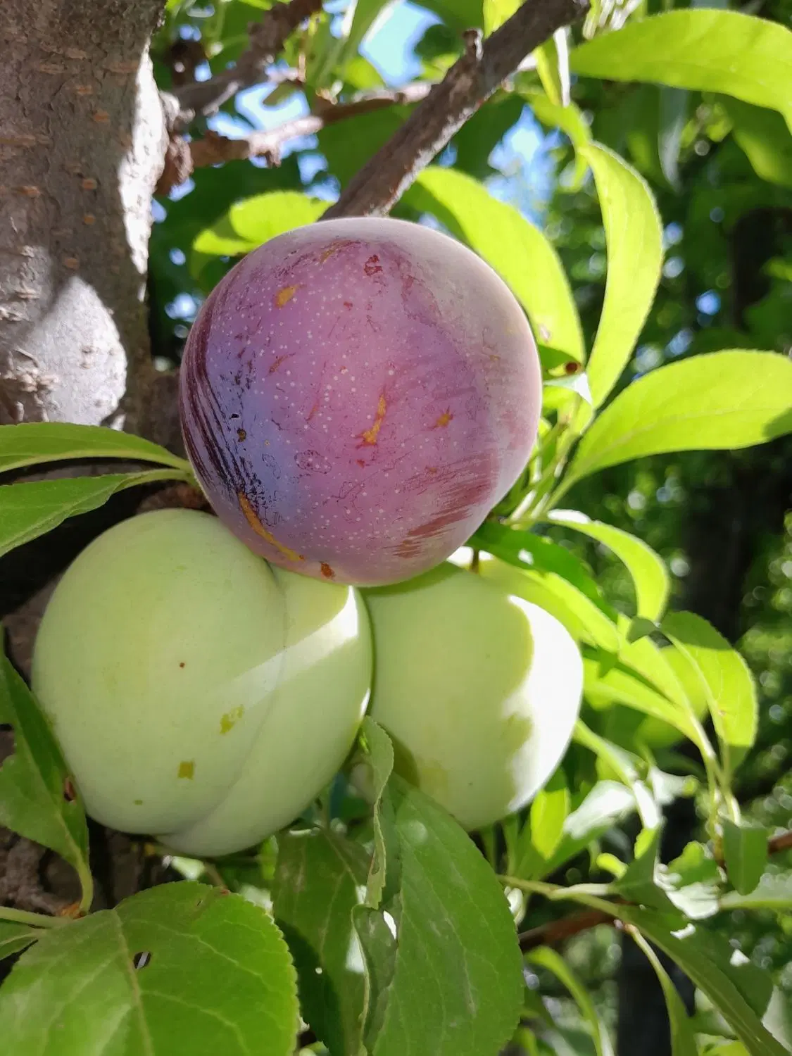باغچه در ایروانلو