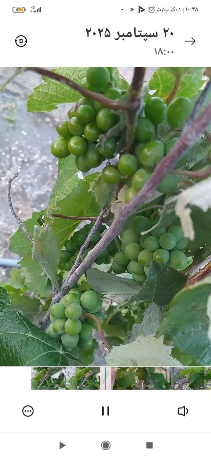 باغ انگور