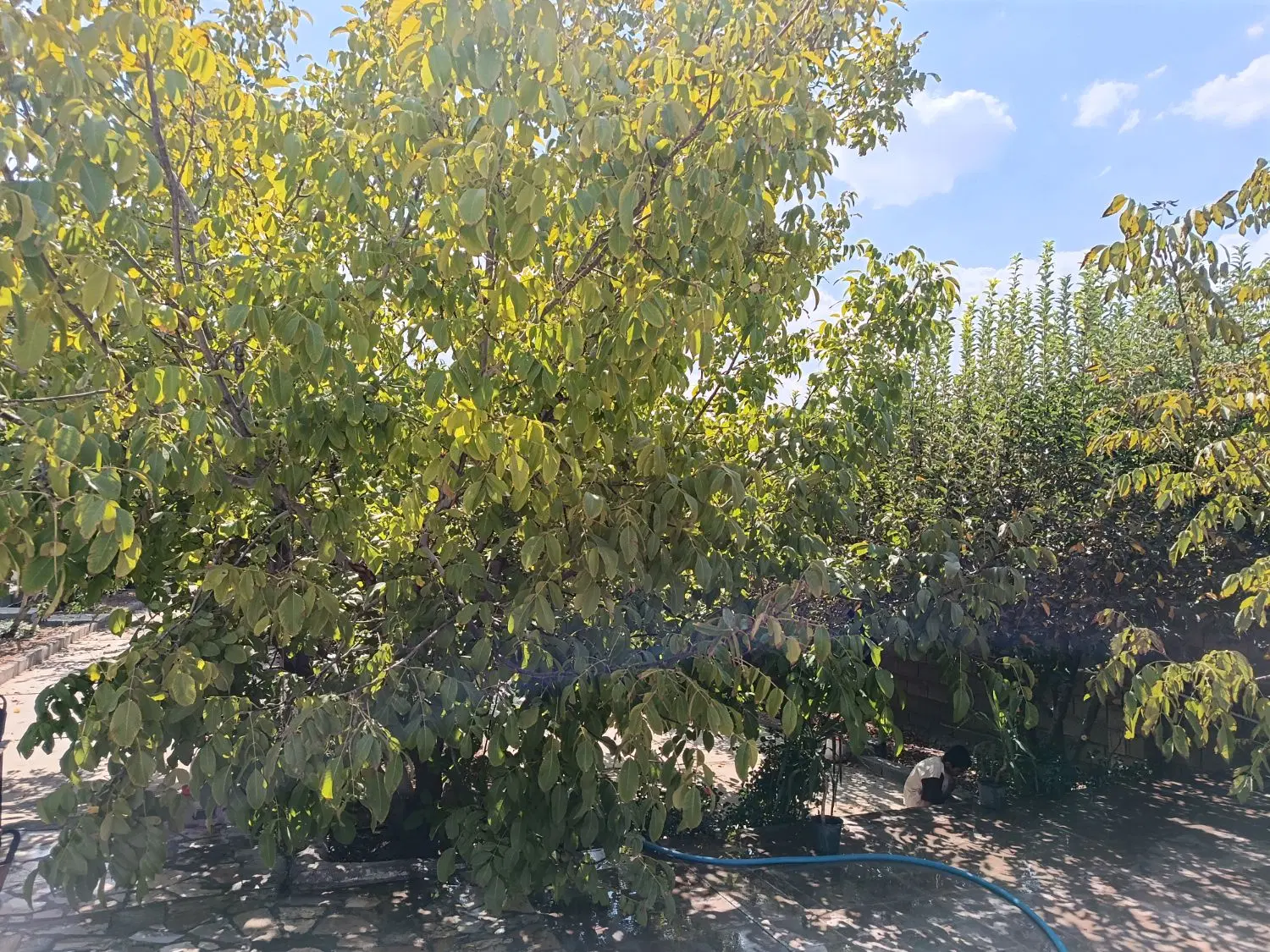 باغ کوهمره سرخی