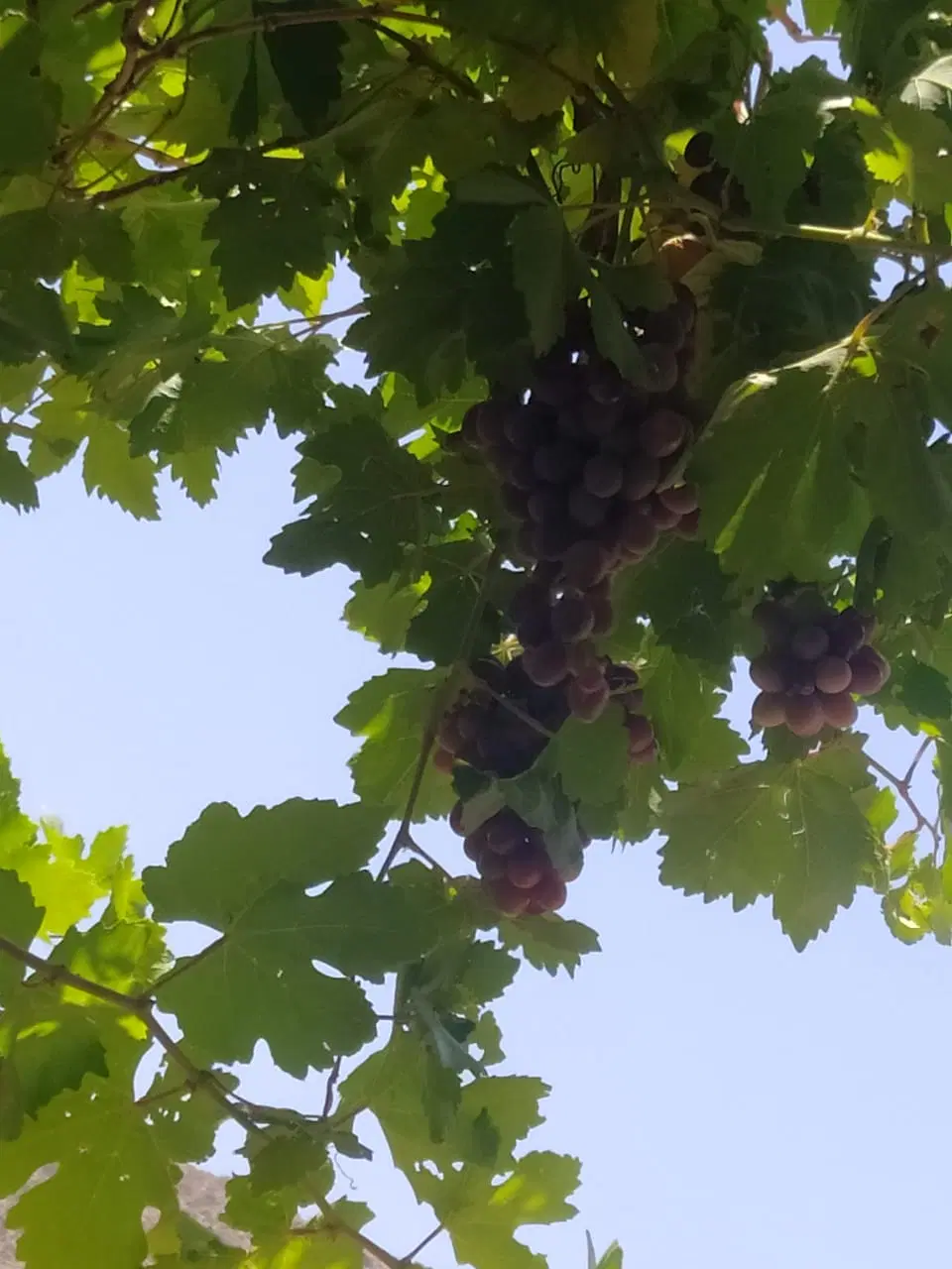 خانه باغ سه طبقه