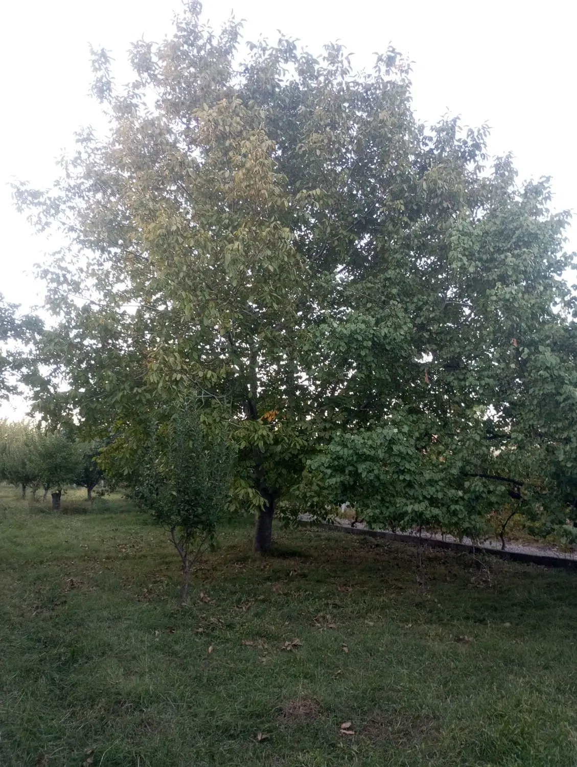 باغچه الوان در جیران لار