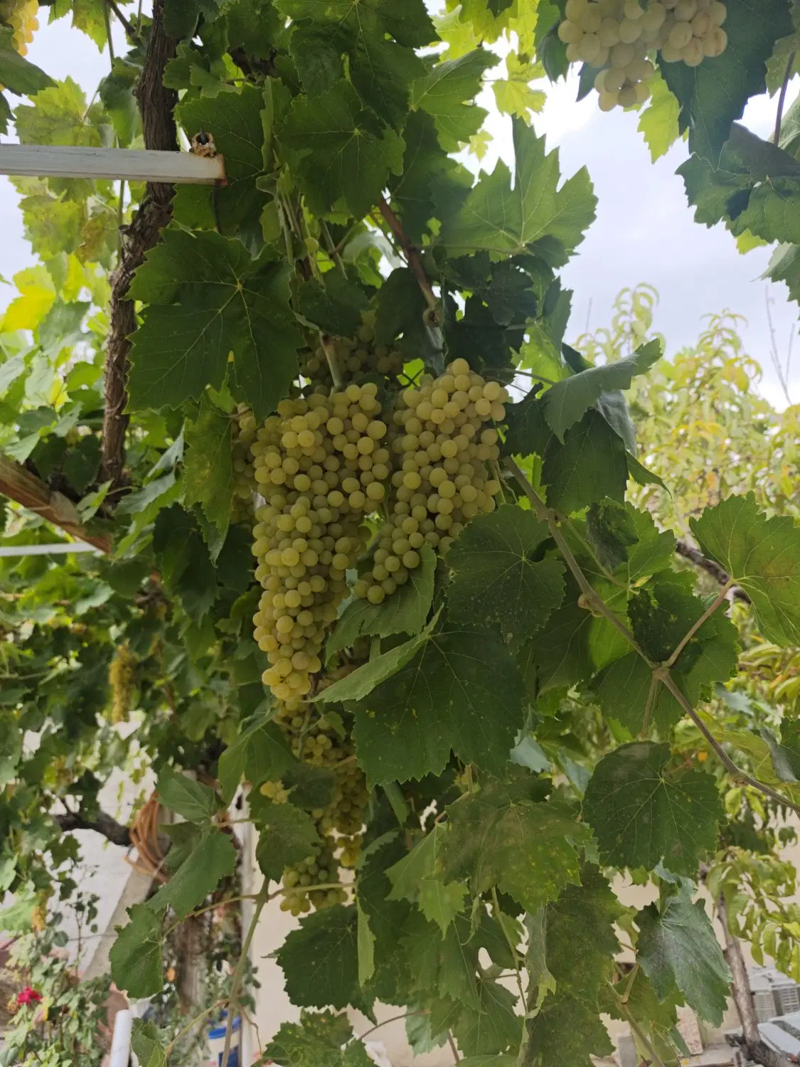 اجاره باغ انگور