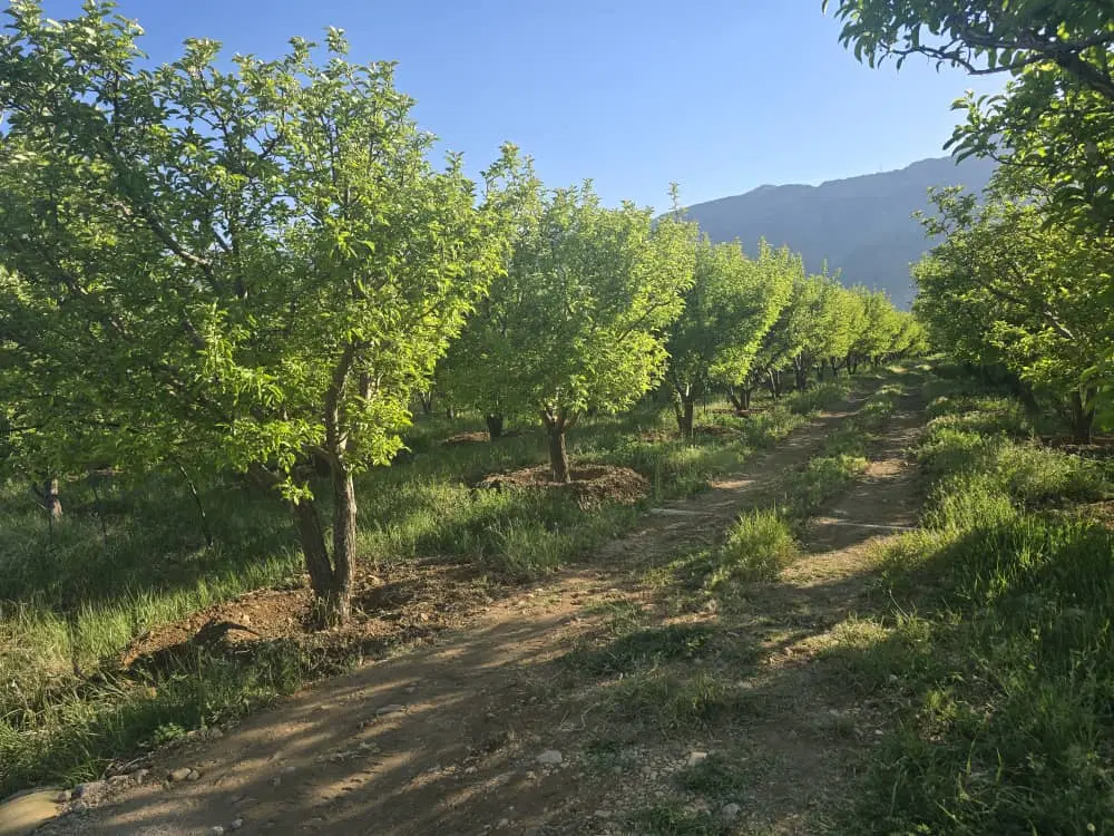 فروش یک قطعه باغ ۵۰۰۰ متر مربع در روستای منصورخانی
