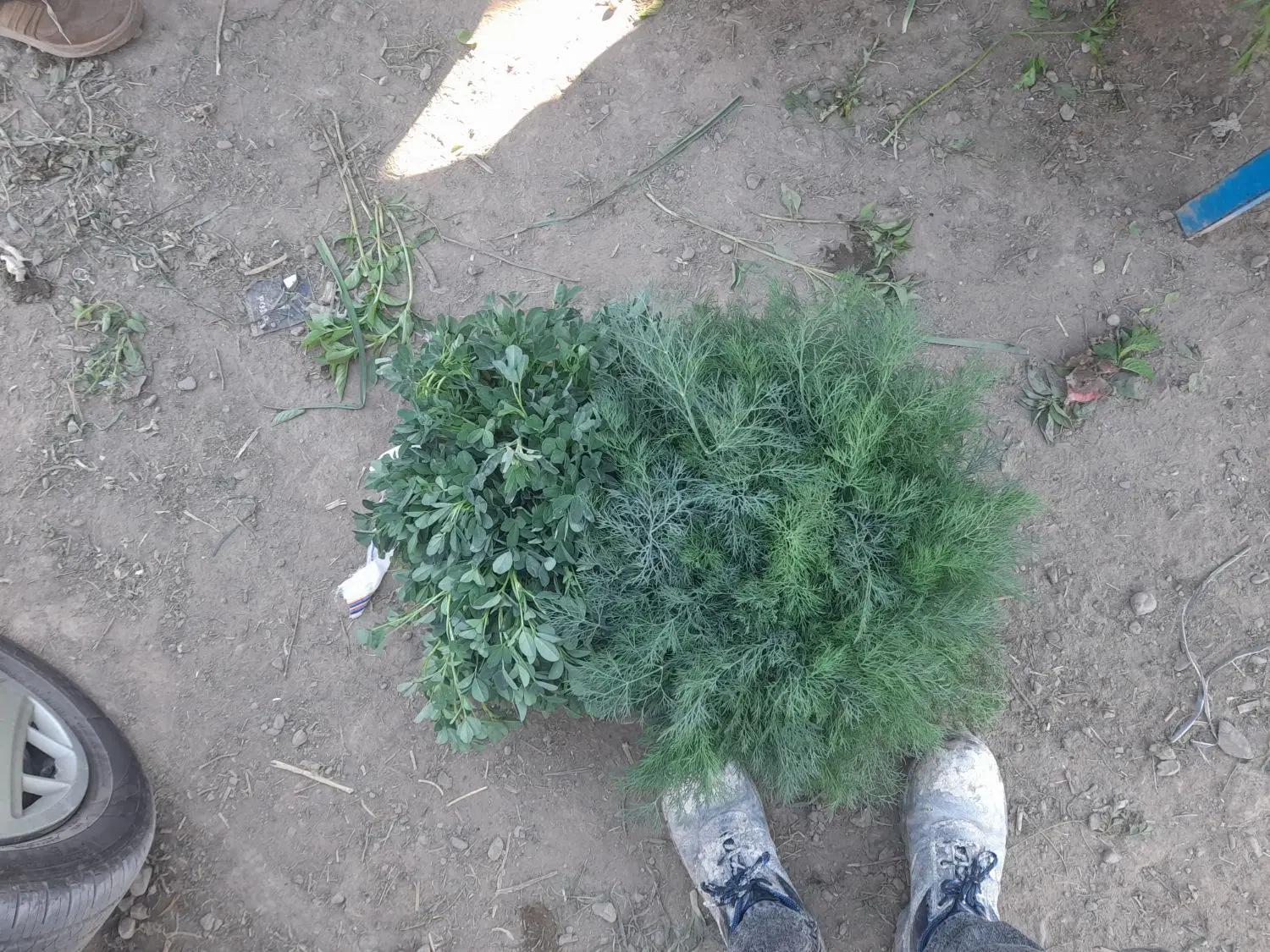 واگذاری میوه سبزی