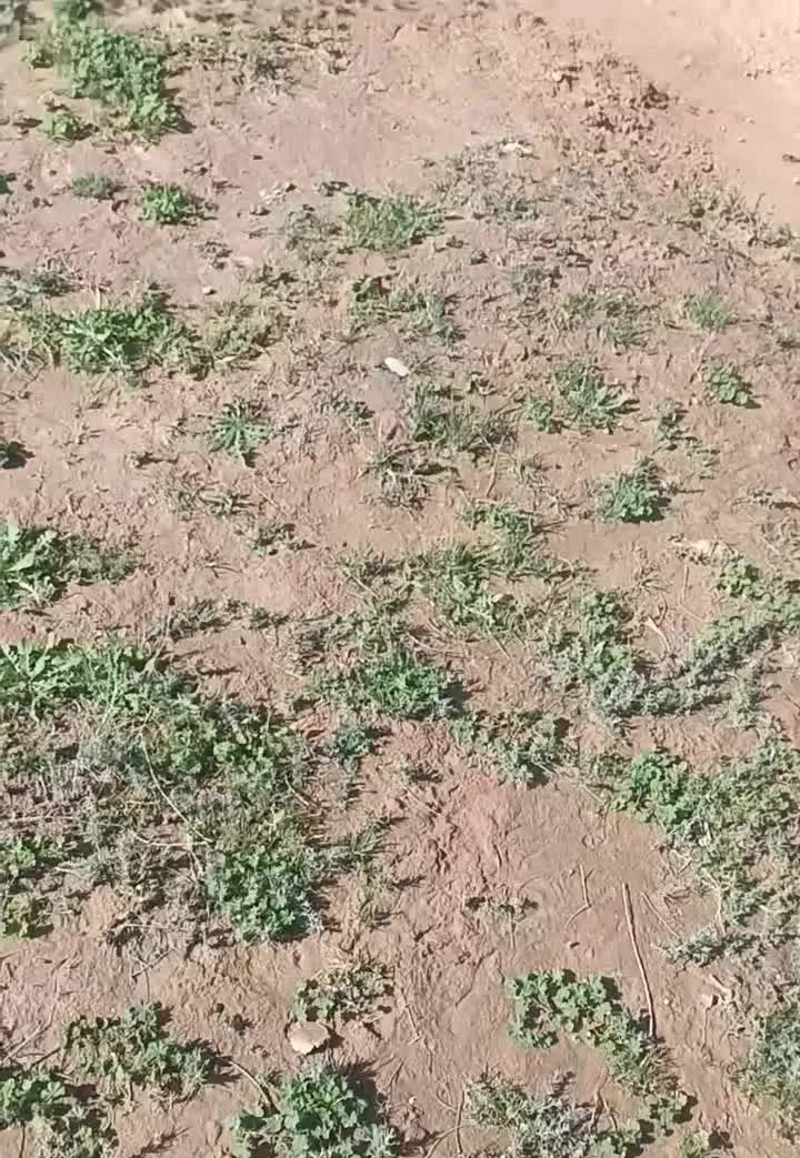 باسلام زمین در شوشتر