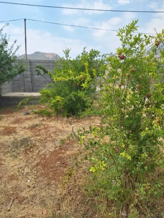 زمین سی سخت سند تک برگ