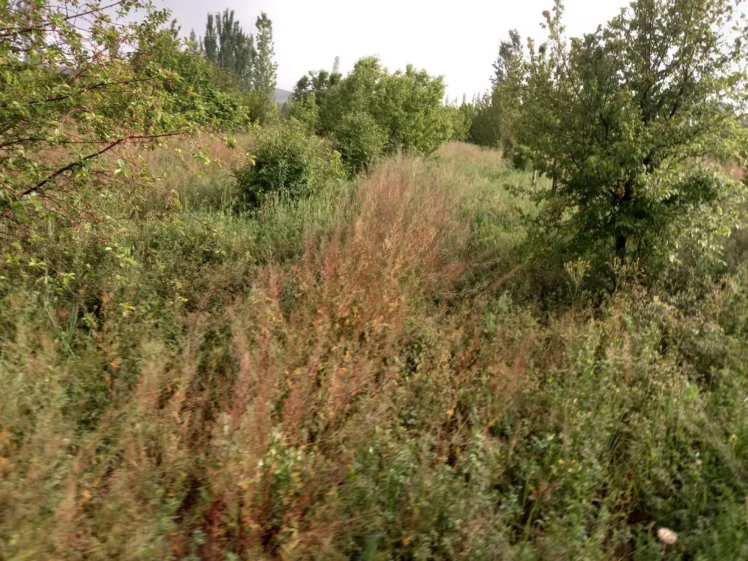 اجاره علوفه باغ