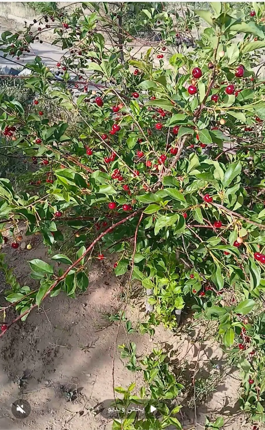 معاوضه باغ سرو با تنگه چنار