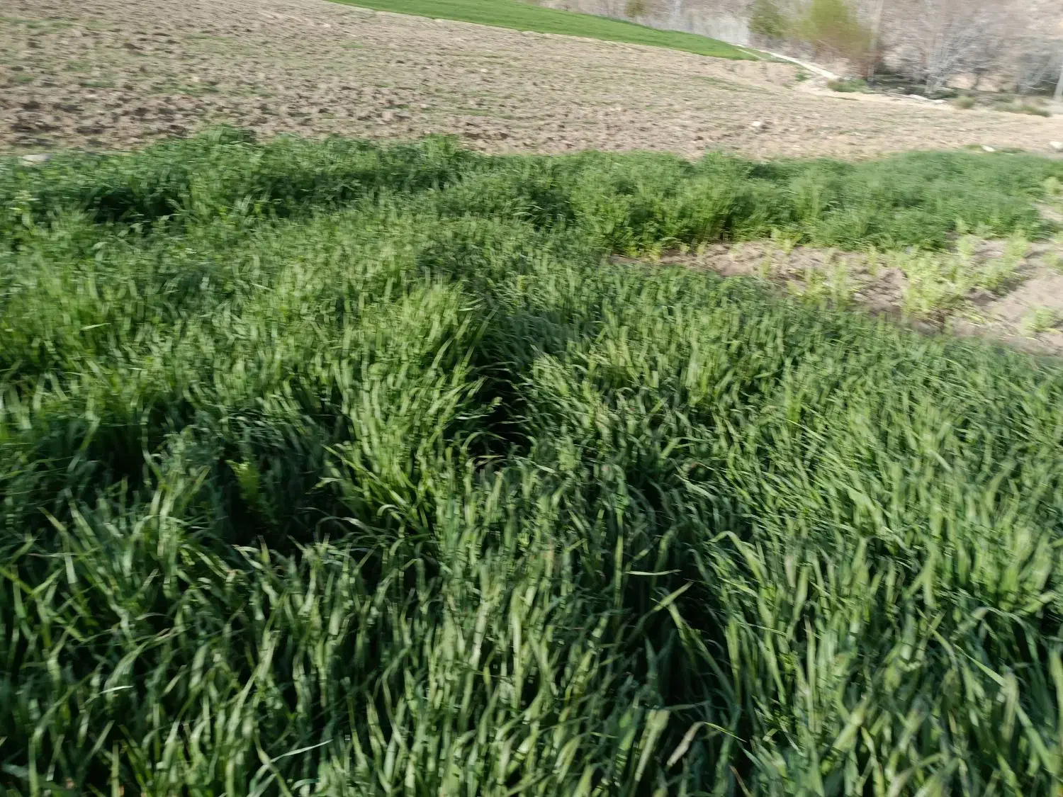 زمین کوی ارتش بابک ده غربی