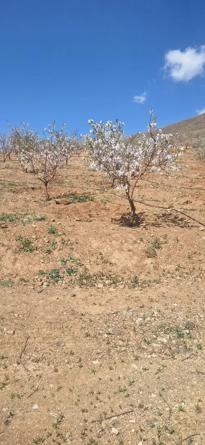 باغ بادام یک دست مامای