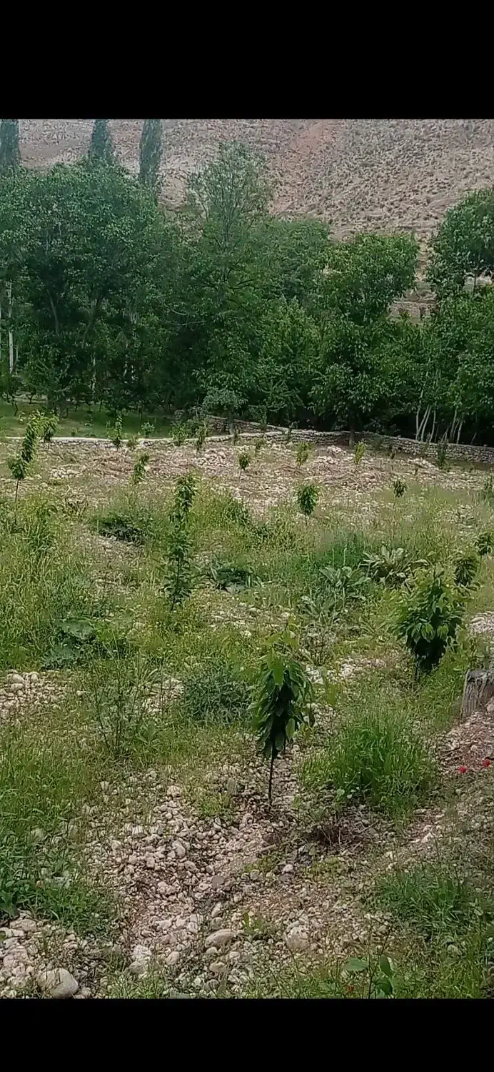باغ روستای طراقی کرد ۸۰۰متر