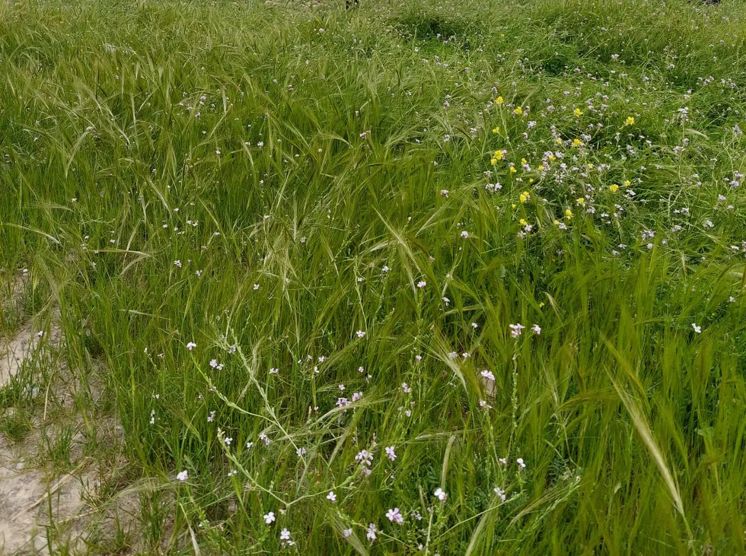 زمین ۲۰۰ تا ۳۰۰ متر درب حیاط