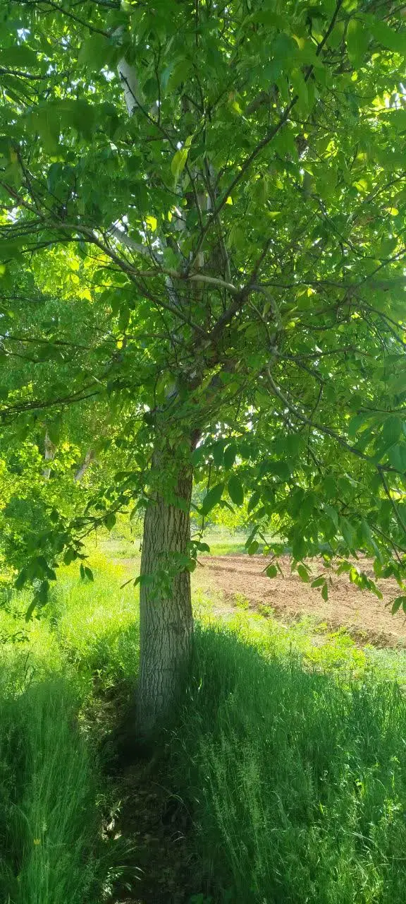 ۷۰۰۰مترزمین کشاورزی
