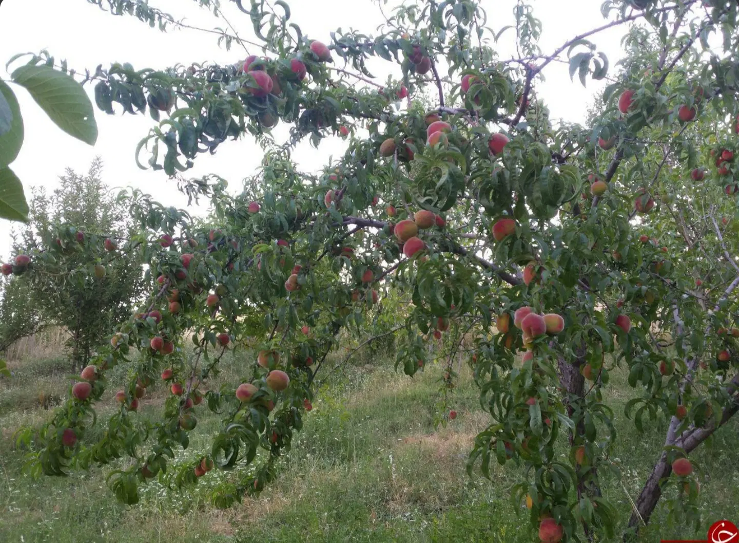 باغچه ۴۰۰ متری